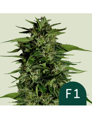 Hyperion F1 (Royal Queen Seeds) Autoflowering Seeds