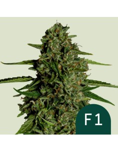 Medusa F1 Strain (Royal Queen Seeds) – Potent & Unique Flavors