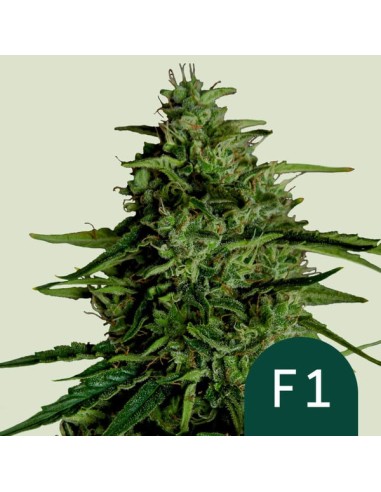 Milky Way F1 (Royal Queen Seeds) Autoflowering Seeds