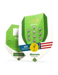 Mimosa Automatic (Royal Queen Seeds) Autoflowering Seeds 2