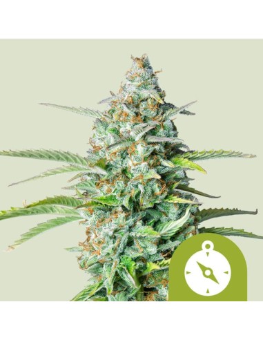 Northern Light Automatic (Royal Queen Seeds) Autofriorenti