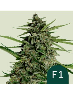 Orion F1 Strain (Royal Queen Seeds) – Fast & XXL Yields