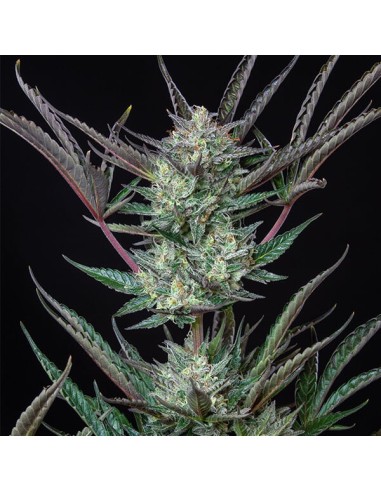 Acheter Purple Punch Automatic de Royal Queen Seeds - Oaseeds