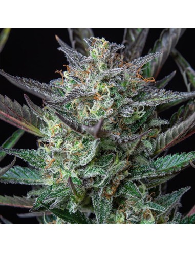 Acheter Purple Punch Automatic de Royal Queen Seeds - Oaseeds