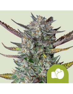 Purple Punch Automatic (Royal Queen Seeds) Autoflower Seeds