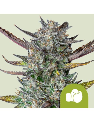 Purple Punch Automatic (Royal Queen Seeds) Autoflorecientes