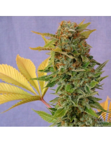 Buy Pato 1 from Kannabia Seeds - Oaseeds