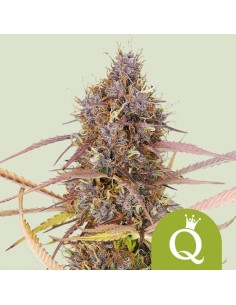 Purple Queen Automatic (Royal Queen Seeds) Autoflower Seeds