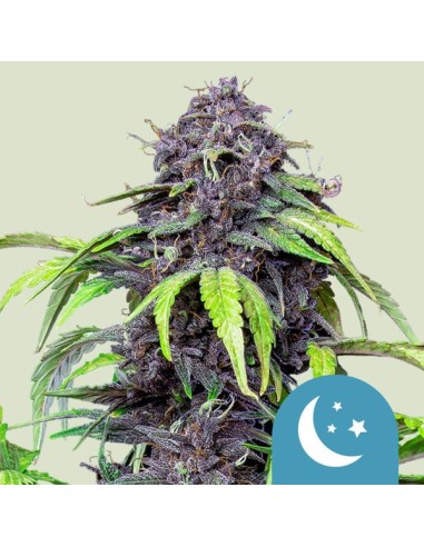 Purplematic CBD (Royal Queen Seeds) CBD Seeds | On Sale!