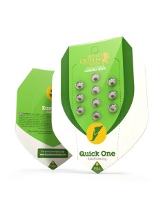 Quick One (Royal Queen Seeds) Autoflowering Seeds | On Sale! 2