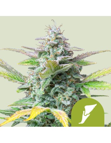 Quick One (Royal Queen Seeds) Autoflowering Seeds | On Sale!