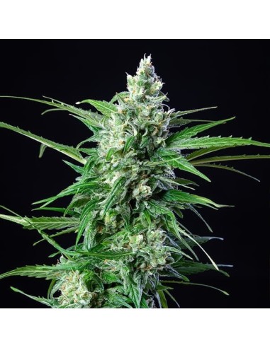Royal AK Automatic (Royal Queen Seeds) Graines Autofloraison