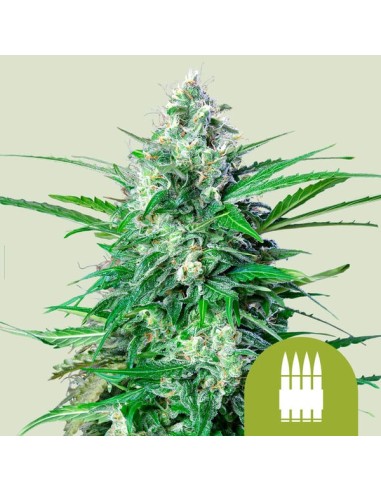 Royal AK Automatic (Royal Queen Seeds) Autoflowering Seeds
