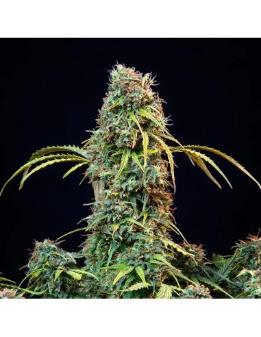 Royal CBDV Automatic (Royal Queen Seeds) CBD Seeds - Oaseeds