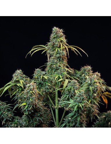 Royal CBDV Automatic (Royal Queen Seeds) CBD Seeds - Oaseeds