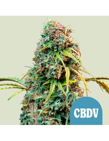 Royal CBDV Automatic (Royal Queen Seeds) Semillas CBD