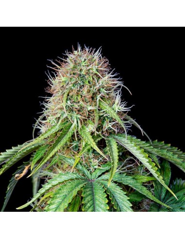 Acheter Royal CBG Automatic de Royal Queen Seeds - Oaseeds