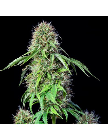 Acheter Royal CBG Automatic de Royal Queen Seeds - Oaseeds
