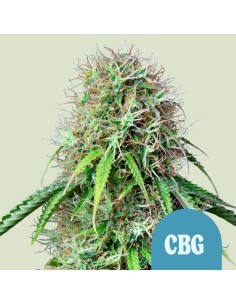 Acheter Royal CBG Automatic de Royal Queen Seeds - Oaseeds