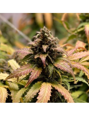 Royal Cheese Automatic von Royal Queen Seeds Hanfsamen | Oaseeds