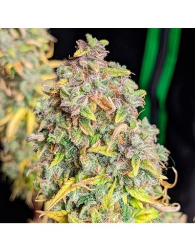 Royal Cheese Automatic von Royal Queen Seeds Hanfsamen | Oaseeds