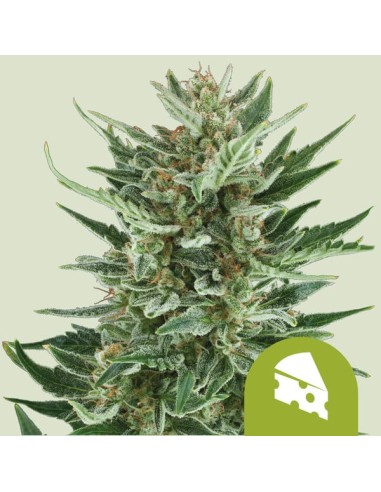 Royal Cheese Automatic (Royal Queen Seeds) Semi Autofiorenti
