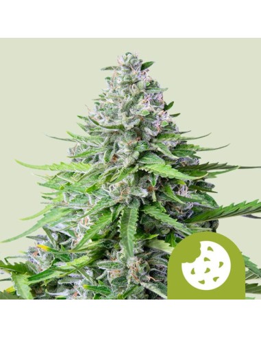 Royal Cookies Automatic (Royal Queen Seeds) Autoflorecientes