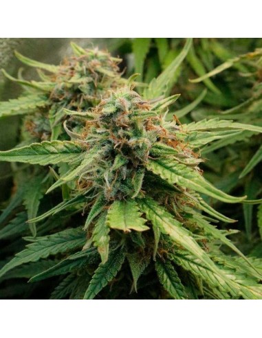 Royal Creamatic (Royal Queen Seeds) Autoflowering Seeds