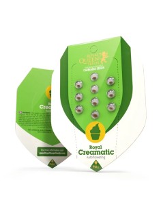 Royal Creamatic (Royal Queen Seeds) Autoflowering Seeds 2