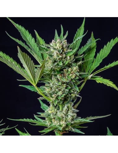 Royal Dwarf von Royal Queen Seeds Hanfsamen | Oaseeds