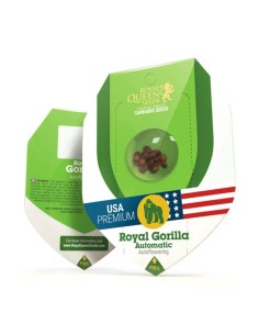 Royal Gorilla Automatic (Royal Queen Seeds) Autoflower Seeds 2