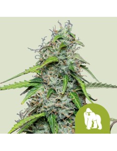 Royal Gorilla Automatic (Royal Queen Seeds) Autoflower Seeds
