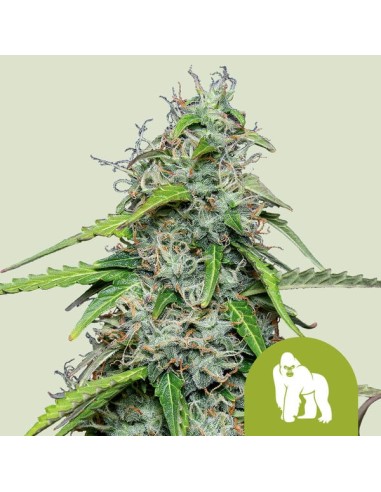 Royal Gorilla Automatic (Royal Queen Seeds) Autoflorecientes