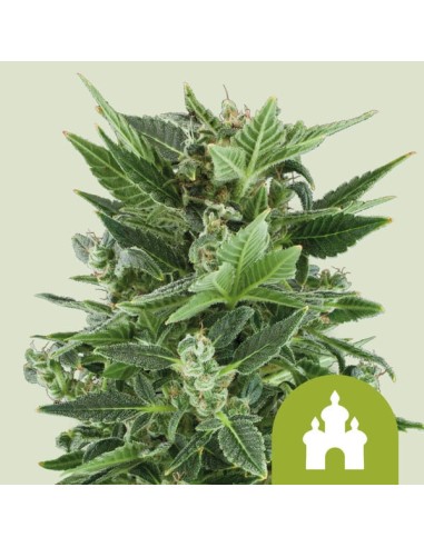 Royal Kush Automatic (Royal Queen Seeds) Autoflowering Seeds