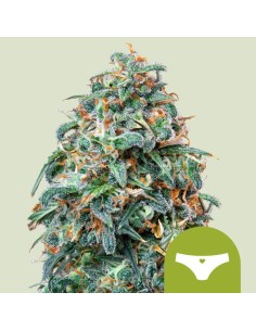 Sherbet Queen Automatic (Royal Queen Seeds) Autoflower Seeds