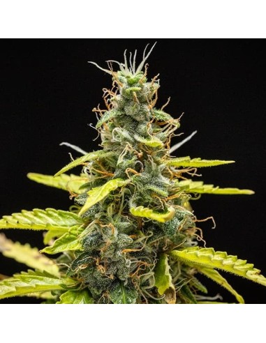 Royal Runtz Automatic (Royal Queen Seeds) Semi Autofiorenti