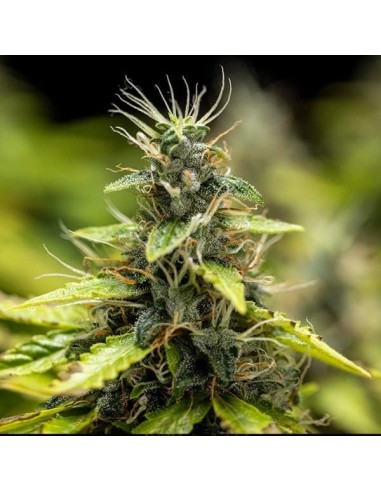 Royal Runtz Automatic (Royal Queen Seeds) Semi Autofiorenti