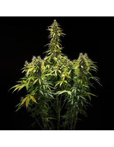 Royal Runtz Automatic (Royal Queen Seeds) Semi Autofiorenti