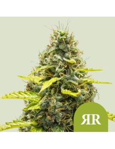Royal Runtz Automatic (Royal Queen Seeds) Autoflower Seeds