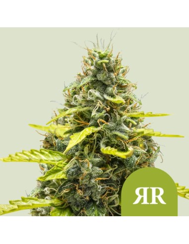 Royal Runtz Automatic (Royal Queen Seeds) Autoflorecientes