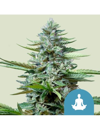 Stress Killer CBD Auto (Royal Queen Seeds) Semillas de Maria