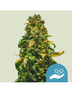 Acheter Solomatic CBD Auto de Royal Queen Seeds - Oaseeds
