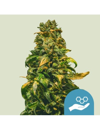 Solomatic CBD Auto (Royal Queen Seeds) Semillas Automaticas