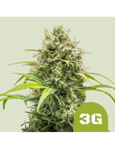 Triple G Automatic (Royal Queen Seeds) Autoflowering Seeds