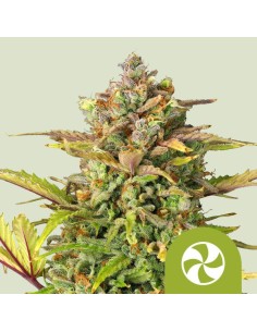 Sweet ZZ Automatic (Royal Queen Seeds) Autoflowering Seeds