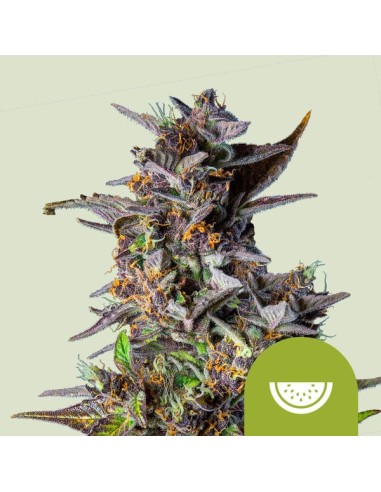 Watermelon Automatic (Royal Queen Seeds) Autoflorecientes