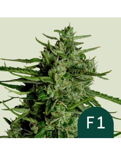 Titan F1 Strain (Royal Queen Seeds) – Stärkste F1 Auto