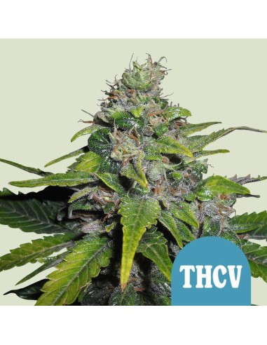 Royal THCV (Royal Queen Seeds) CBD Seeds | Up To 30% Off