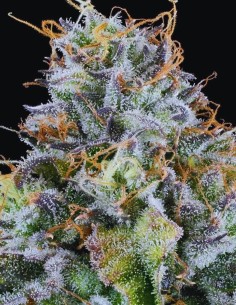 Easy Money Strain (Grounded Genetics) Feminized Seeds