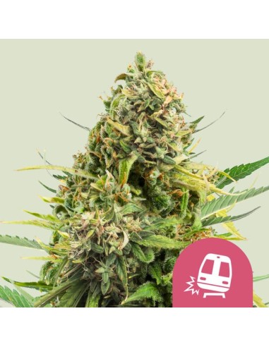 Trainwreck Strain (Royal Queen Seeds) 🌿Menta y Cítricos